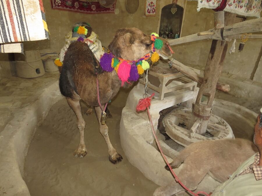 Camel mill 2 - آسیاب شتر ورزنه